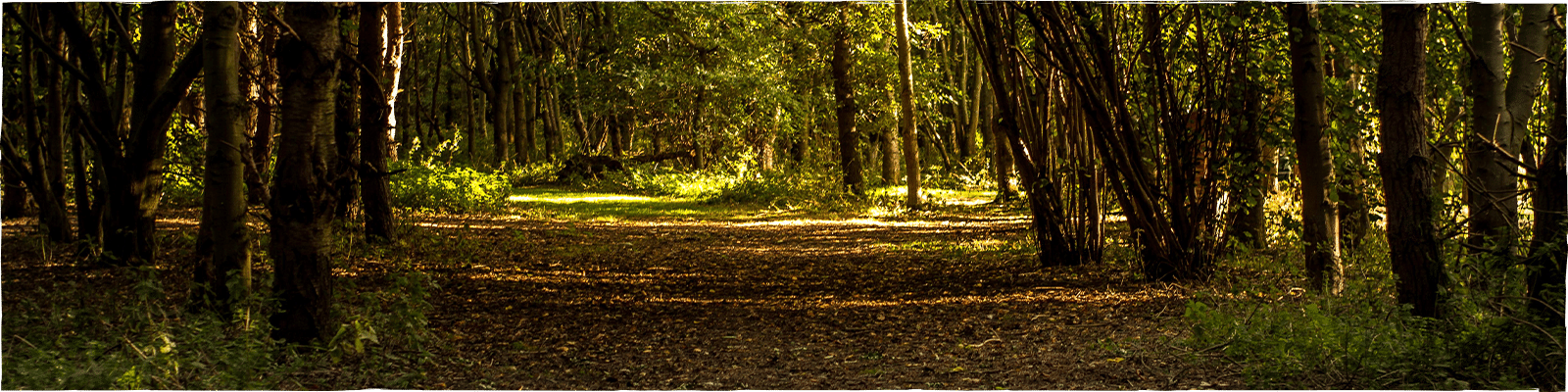 New Farm Holidays - Homepage Slider Woodland Image and Path