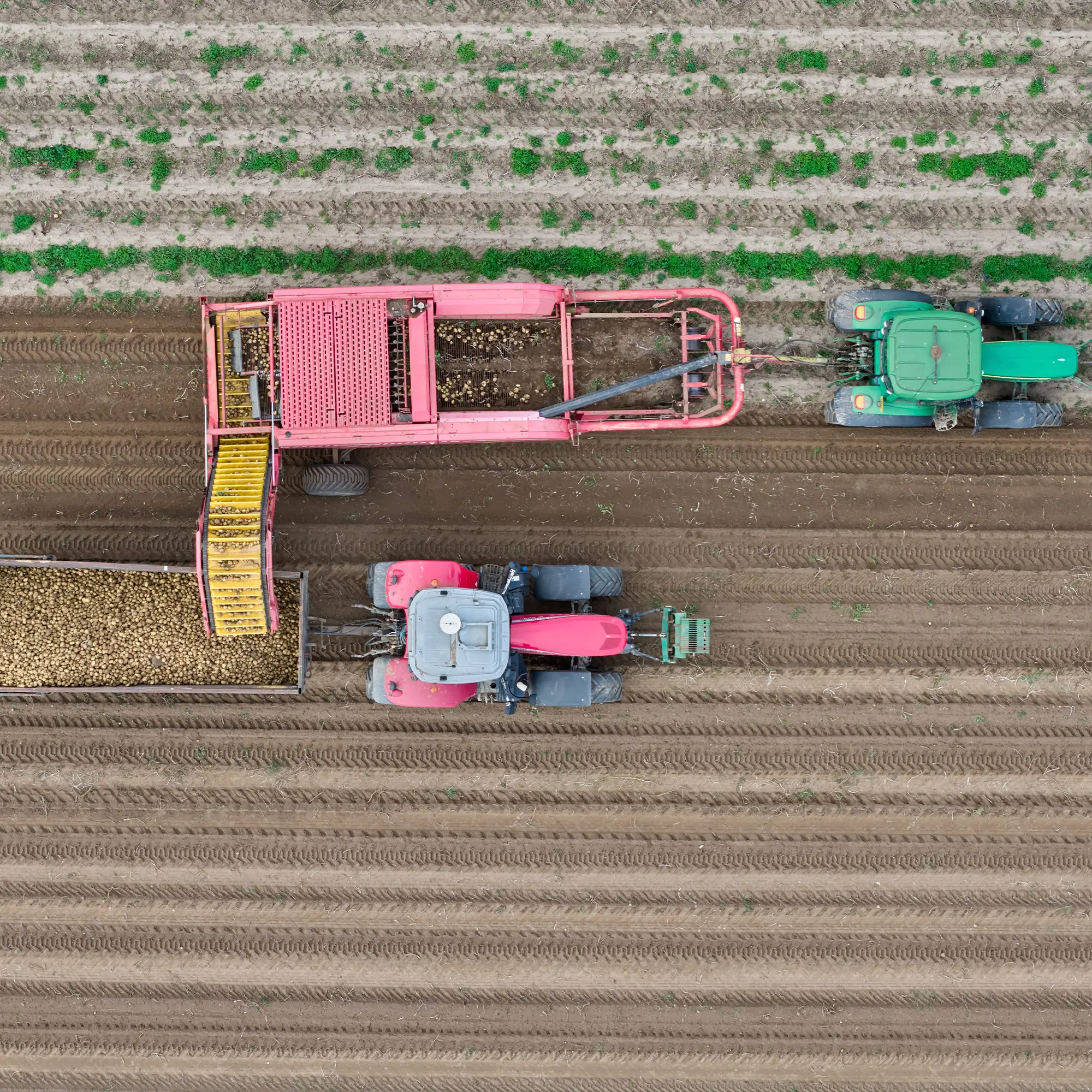 New-Farm-Organics-Lincolnshire-Organic-Farm New Farm Organics - Lincolnshire Organic Farm