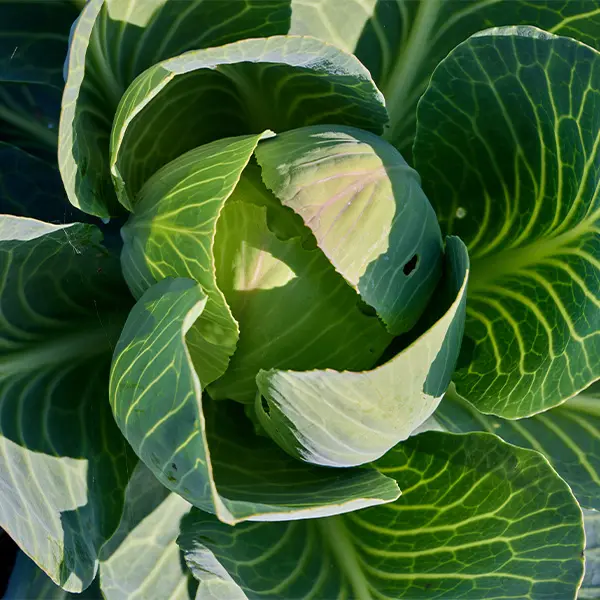 New-Farm-Organics-Lincolnshire-Organic-Farming-1