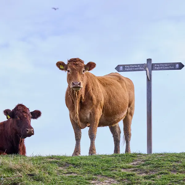 New-Farm-Organics-Lincolnshire-Organic-Farming-2