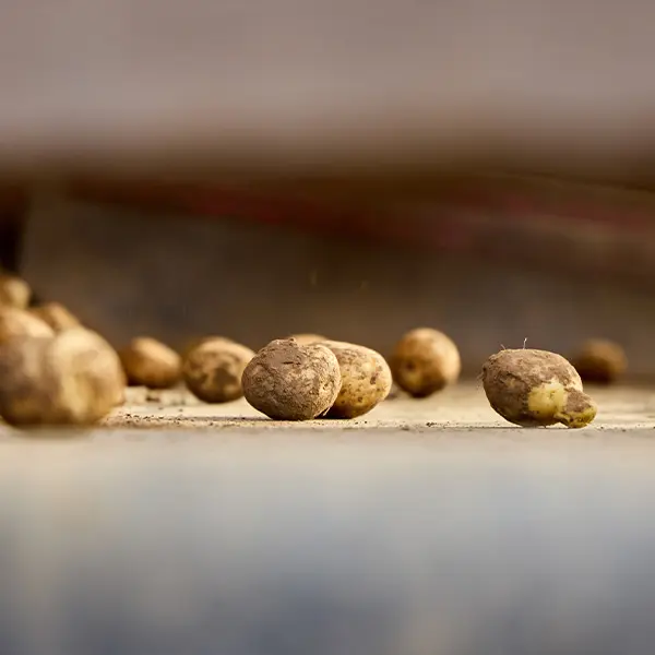 New-Farm-Organics-Lincolnshire-Organic-Farming-4